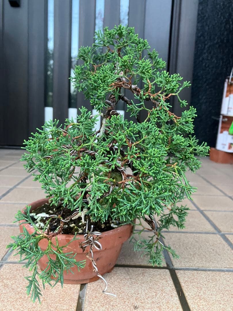 陸*奥様 石鎚山の真柏　美しい樹形でジン舎利のバランスが超魅力！　★大幅値下げ超