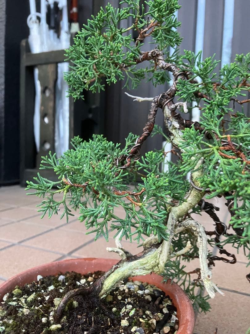 陸*奥様 石鎚山の真柏　美しい樹形でジン舎利のバランスが超魅力！　★大幅値下げ超