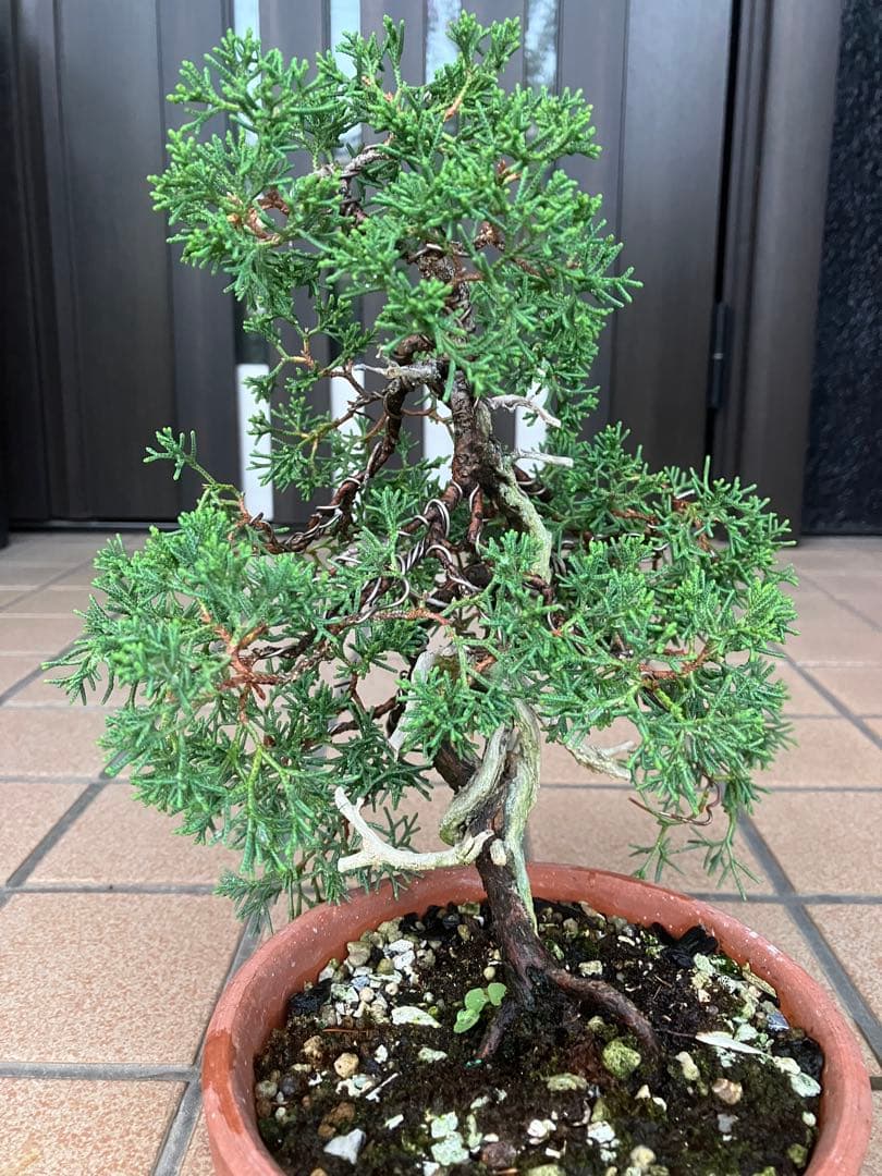 陸*奥様 石鎚山の真柏　美しい樹形でジン舎利のバランスが超魅力！　★大幅値下げ超