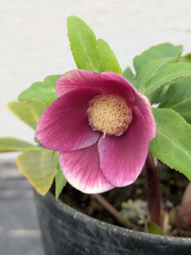 【極美・希少】広瀬園芸 クリスマスローズ ソレイユ系 セミダブル（SD）