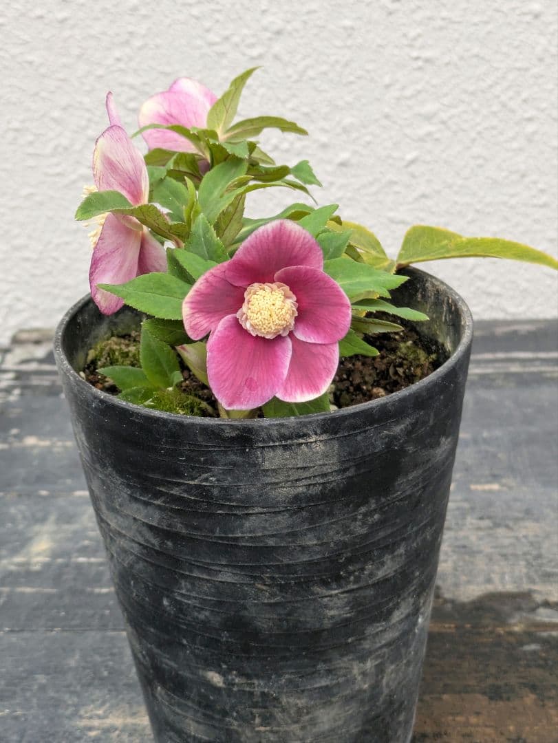 【極美・希少】広瀬園芸 クリスマスローズ ソレイユ系 セミダブル（SD）