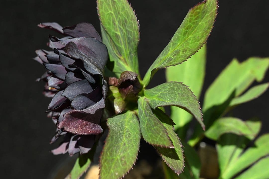 クリスマスローズ　多弁系ブラック　加藤農園