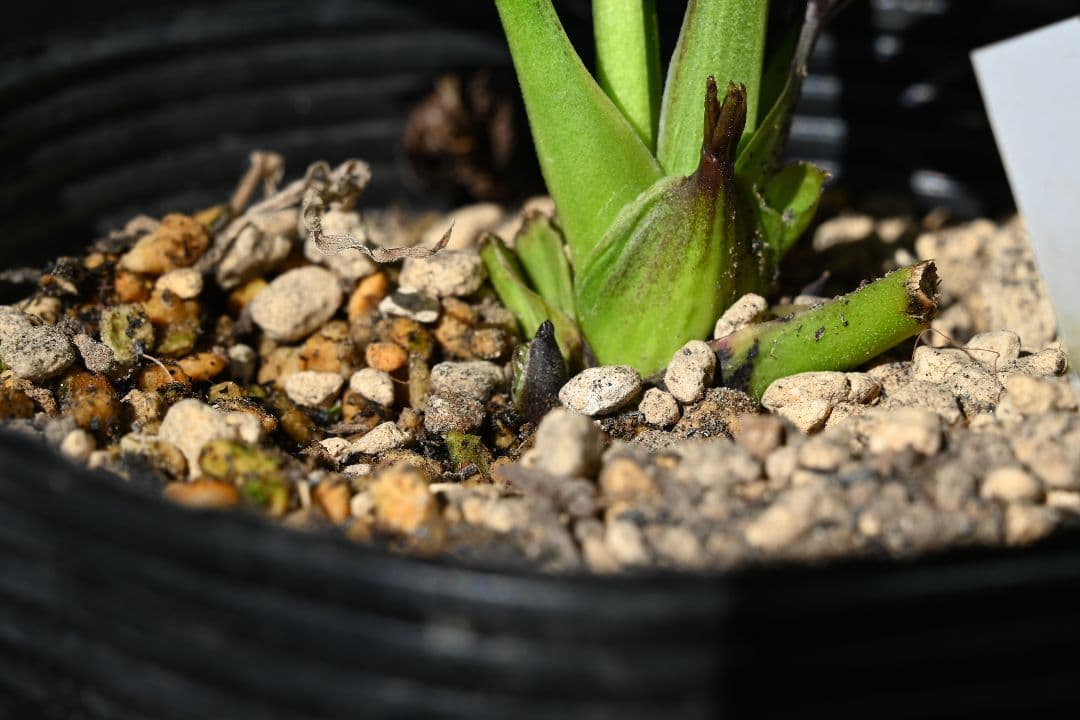 クリスマスローズ　多弁系ブラック　加藤農園