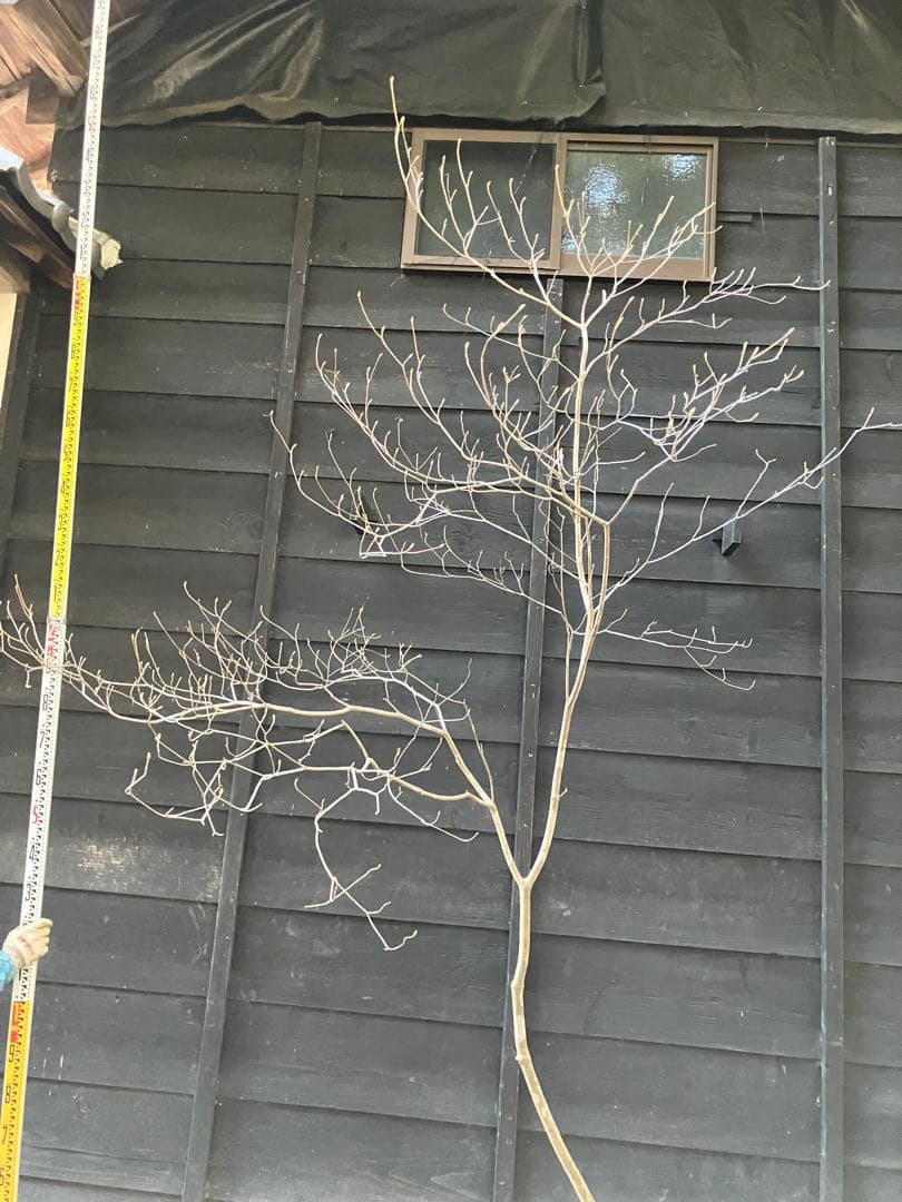 92 山採り　ミツバツツジ