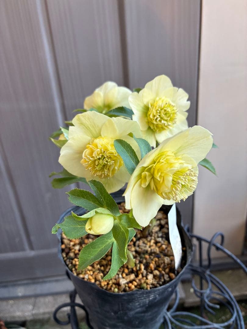 ♡加藤農園♡ モリモリセミダブル　丸弁整形花　充実株