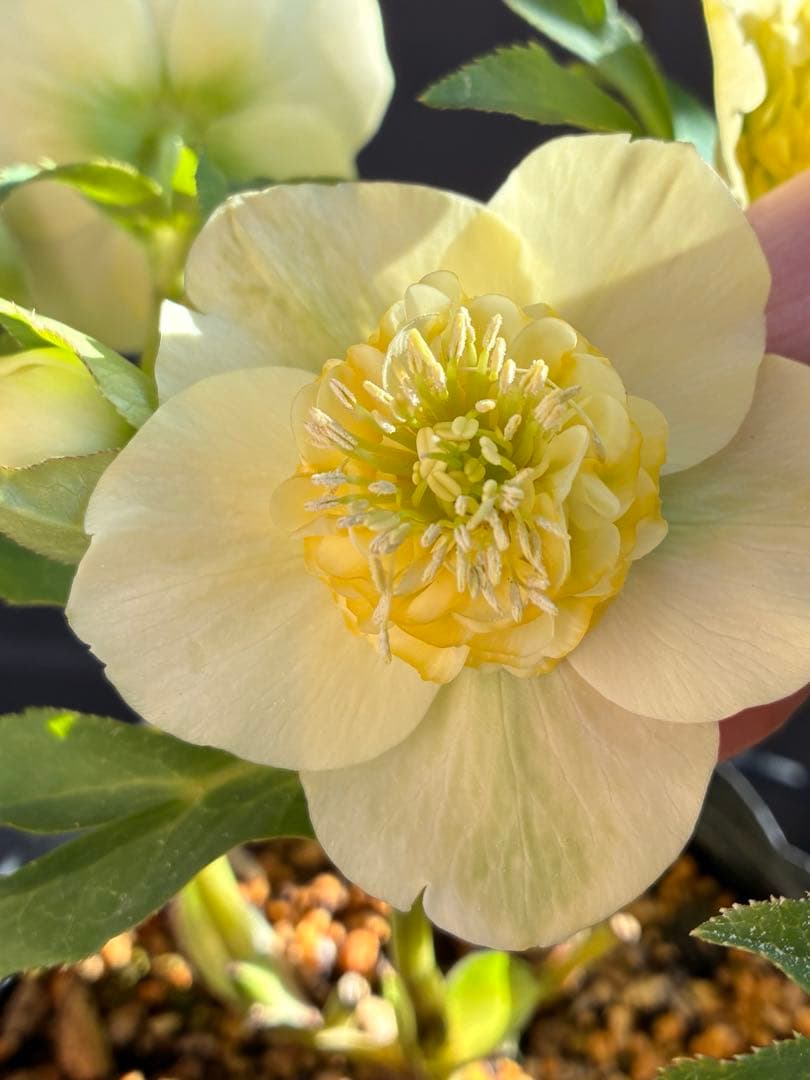 ♡加藤農園♡ モリモリセミダブル　丸弁整形花　充実株