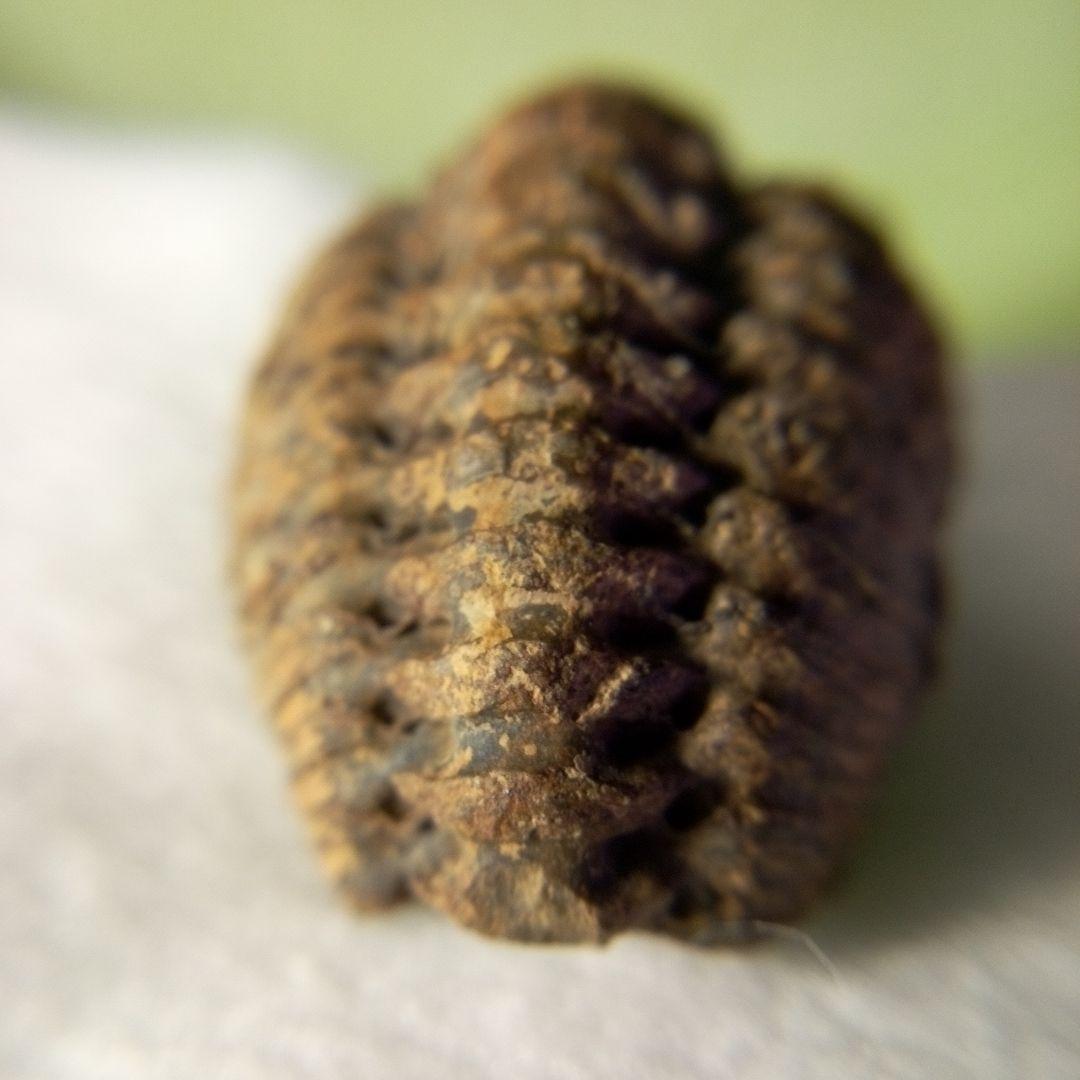 三葉虫　化石　三葉虫化石　究極のレトロ　小さい化石　fossil　化石管理番号①