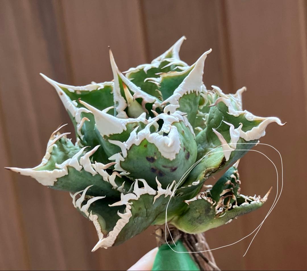 K*s様 【オークション】匿名配送　子株2株　アガべ　白豪刺　OC 脇芽【親株写