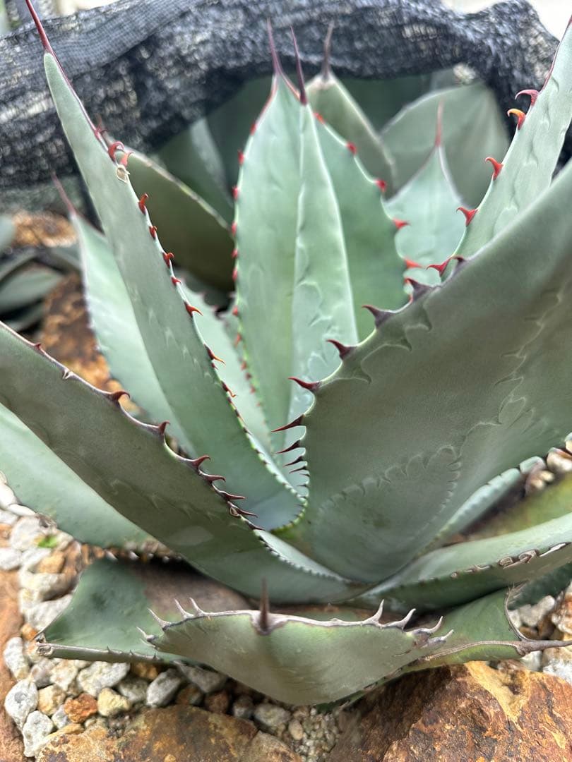 パリー　ハイブリッド　トランカータ　屈原の舞扇　大株