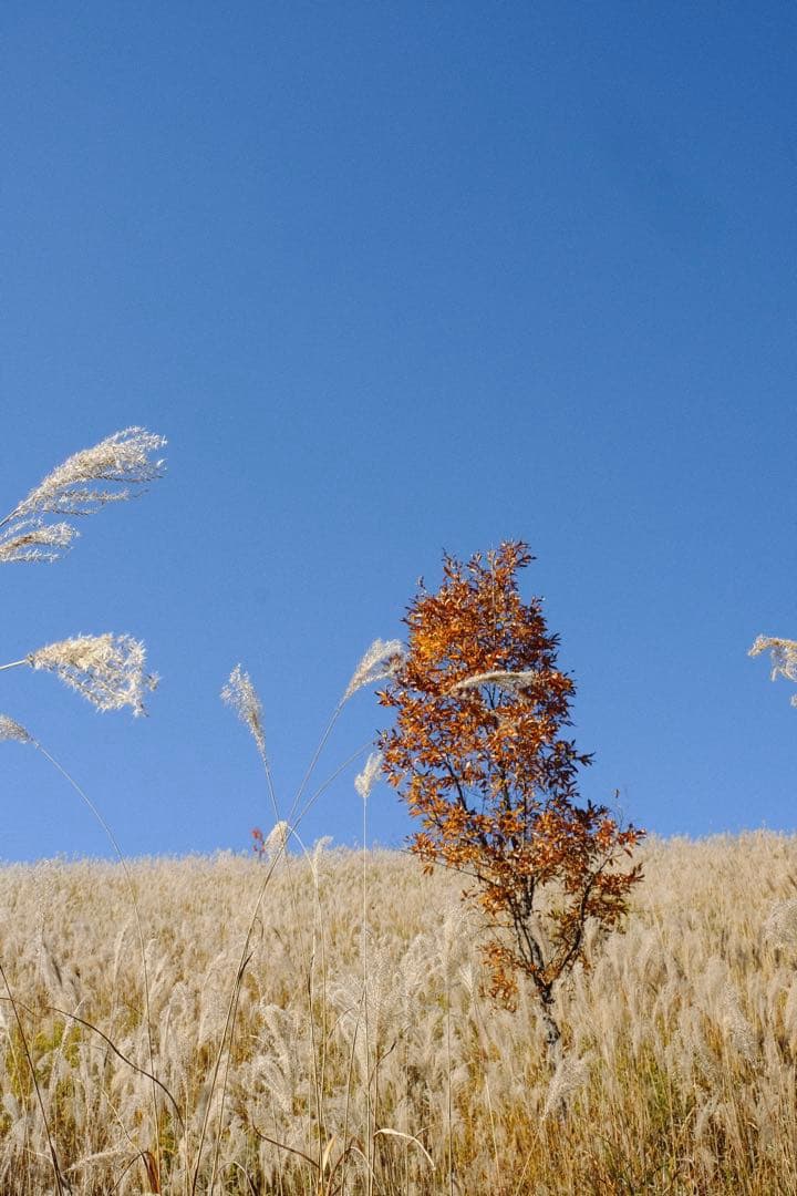 FUJIFILM XF23mmF1.4Rレンズ