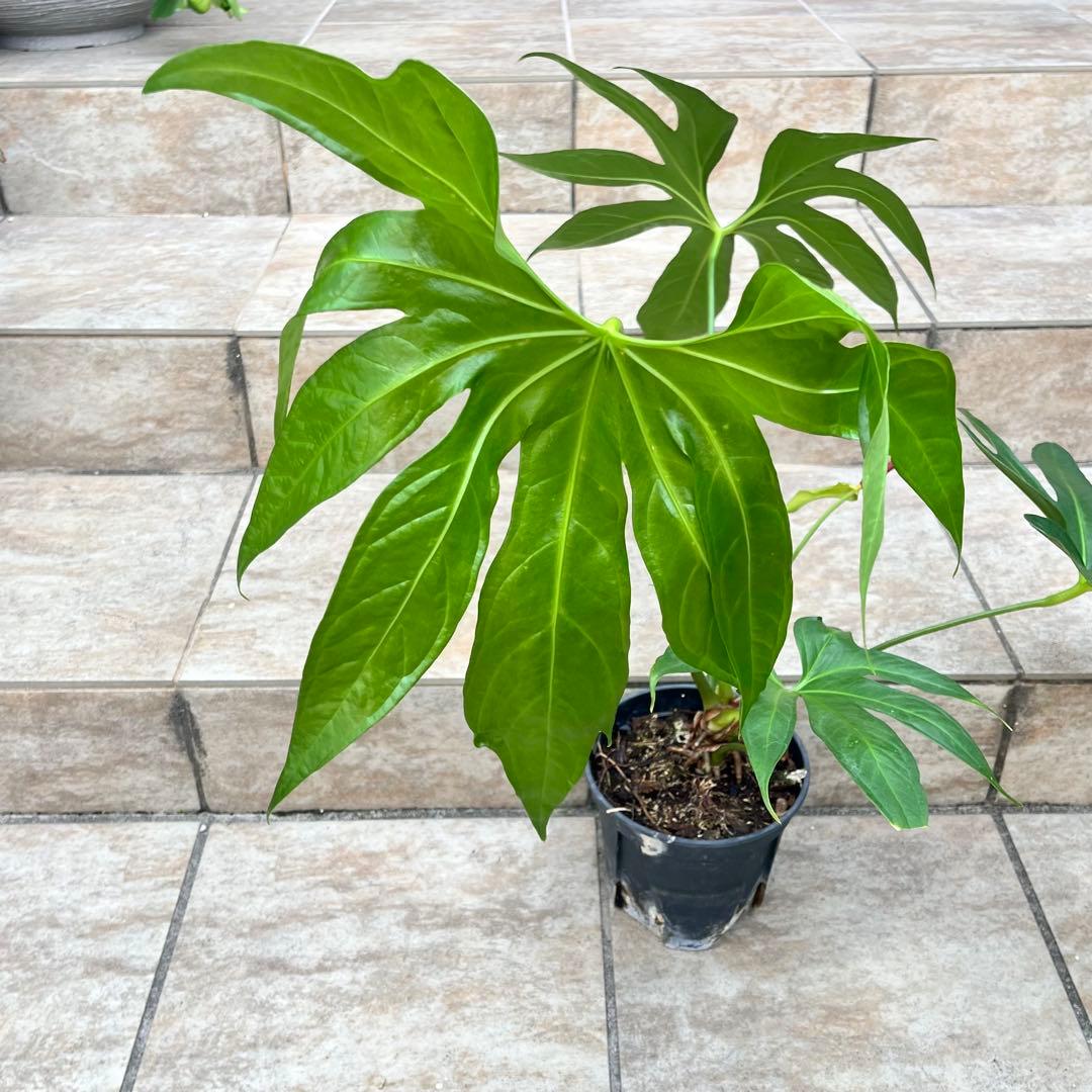 【大特価】アンスリウム　ペダトラディアツム　No.013　鉢、送料込　メルカリ便