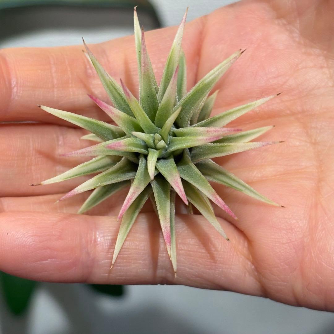 ★美斑★エアプランツ　チランジア　イオナンタ　アルボマージナータ