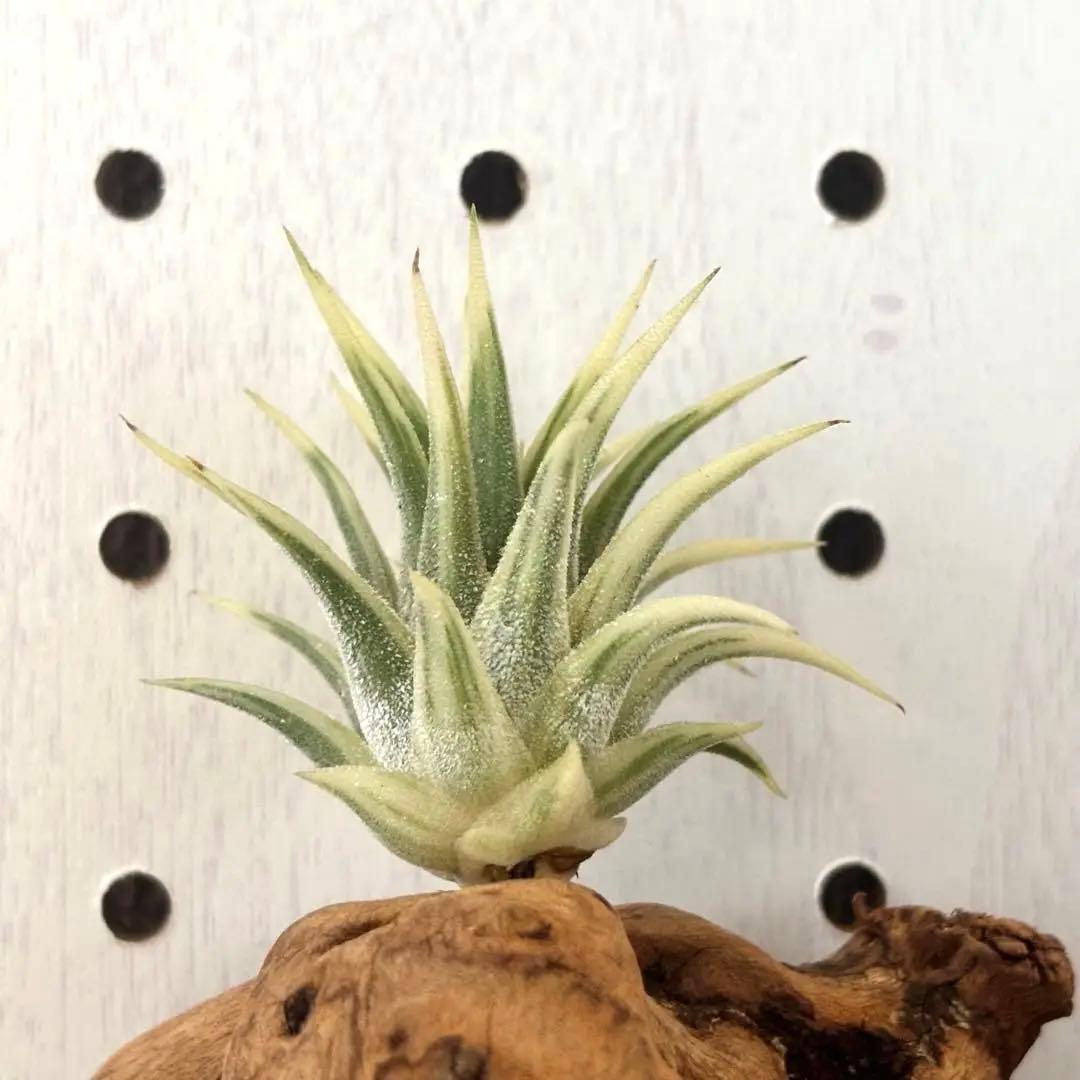 ★美斑★エアプランツ　チランジア　イオナンタ　アルボマージナータ