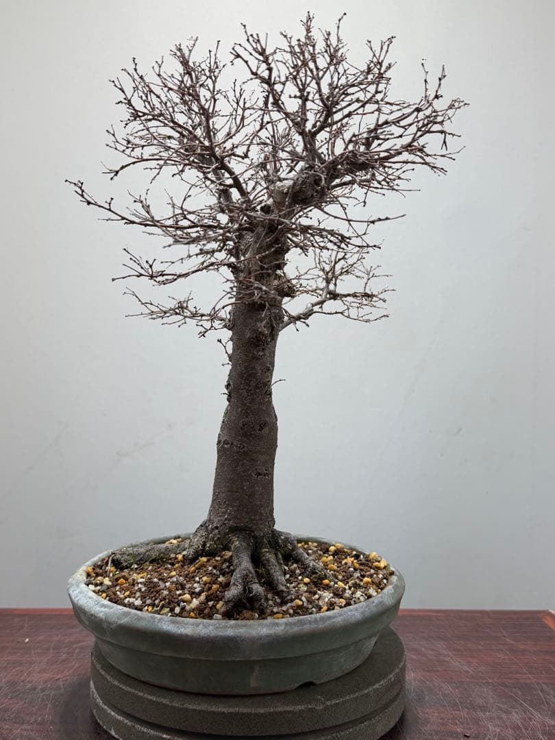 【ガチ盆栽】本欅　ケヤキ　激古