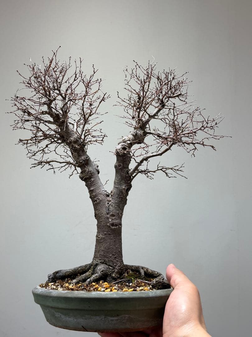 【ガチ盆栽】本欅　ケヤキ　激古