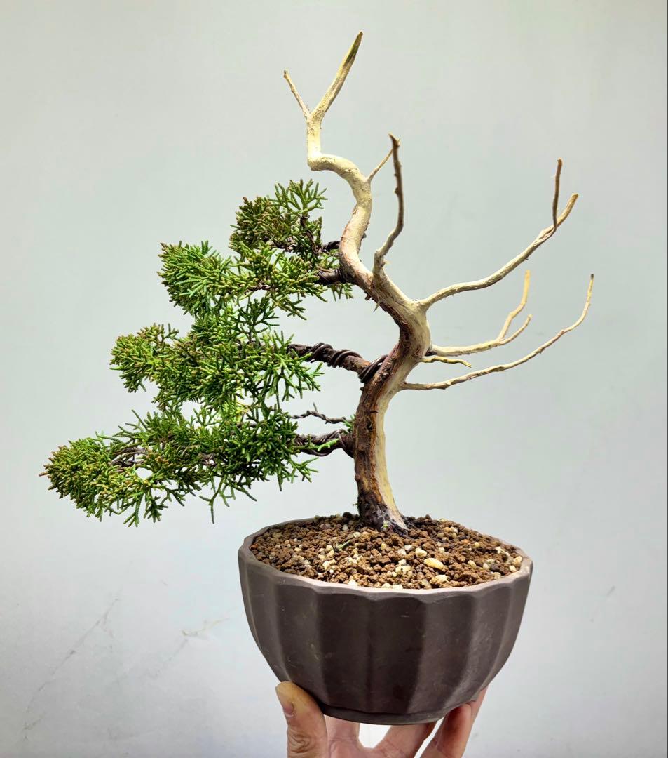 ス*認様 【サービスオークション】真柏　盆栽☆