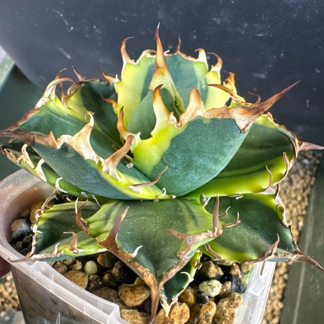 即決価格アガベ美形シーザー錦　黄覆輪　強棘