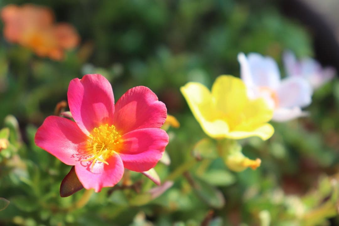 【Wi-Fi&Bluetooth搭載】Canon Kiss X9 ホワイト