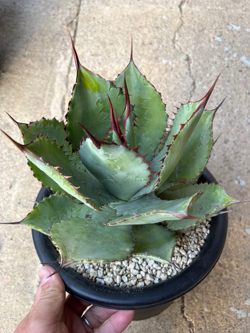 アガベ ボビマエア 特白個体 7号鉢 ボビコルヌータ×ピグマエア ハイブリッド