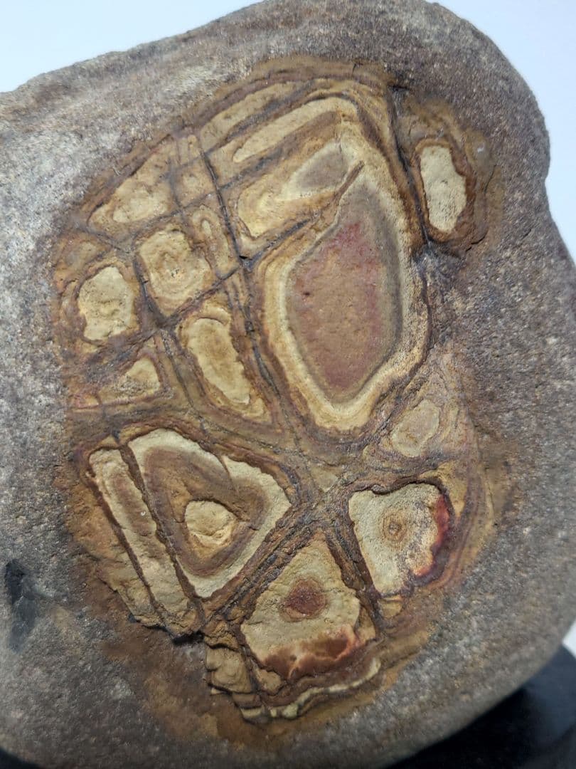 重信川馬蹄石　抽象画　水石 鑑賞石