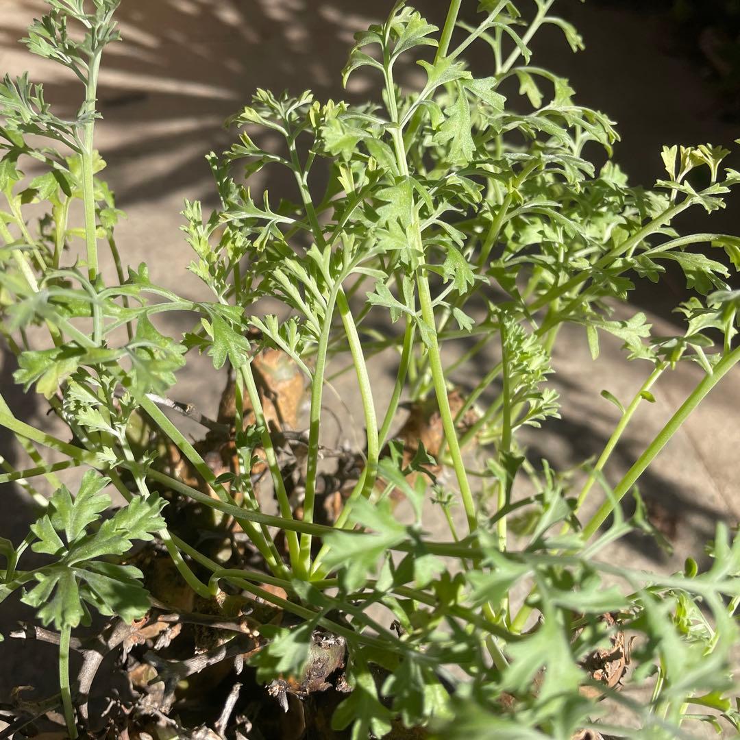 ペラルゴニウム クリズミフォリウム