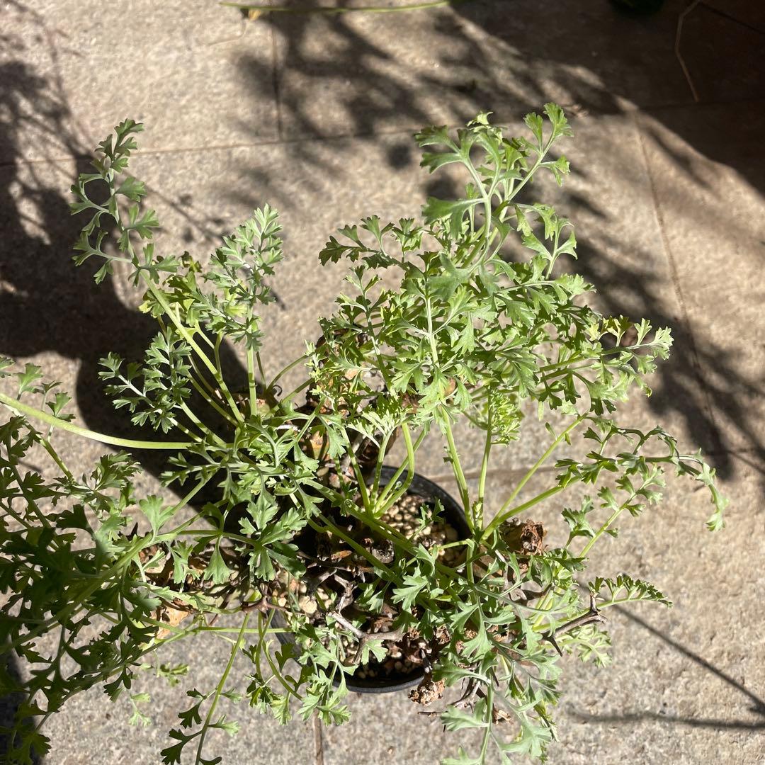 ペラルゴニウム クリズミフォリウム