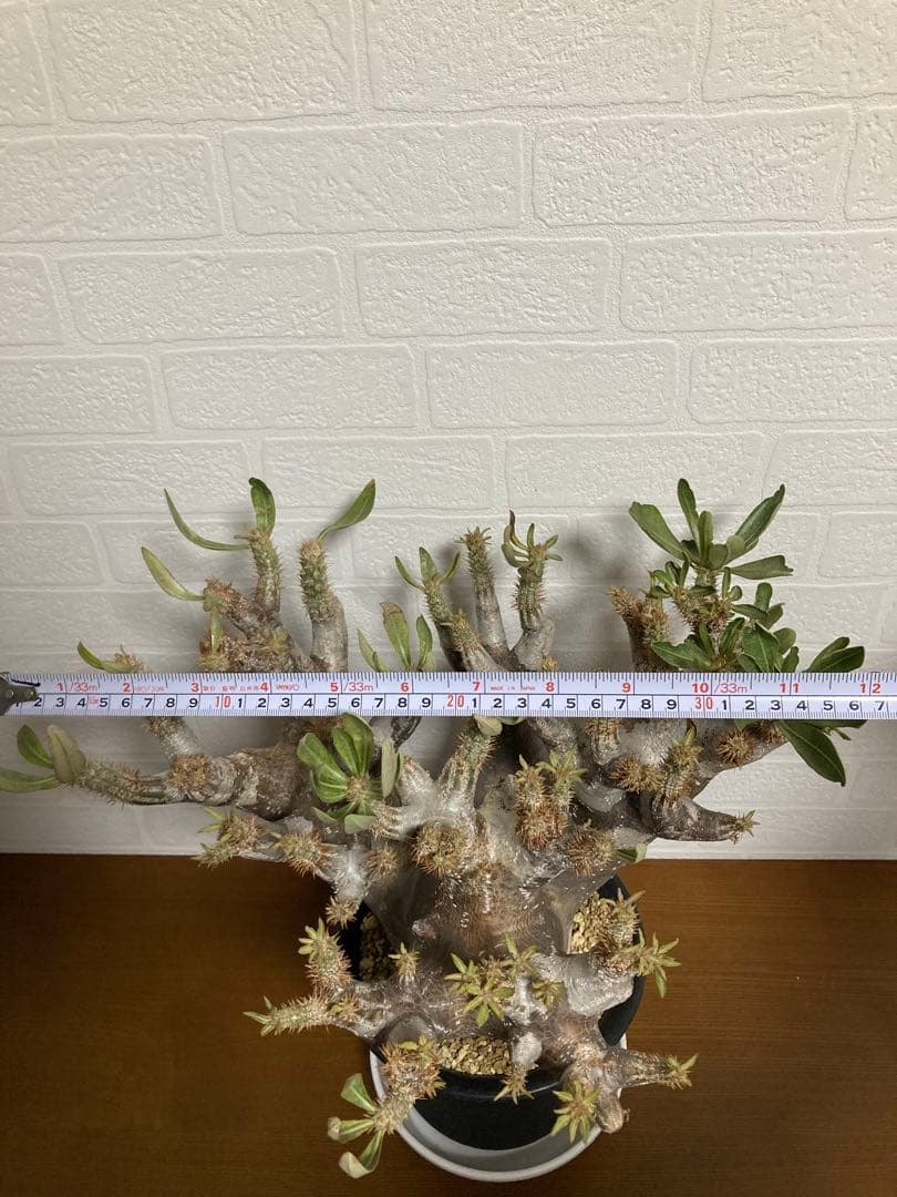 【植物引退】イノピナツム　現地球