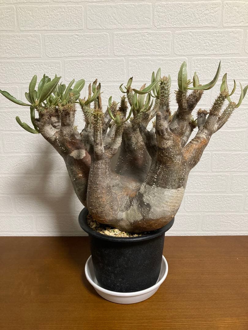 【植物引退】イノピナツム　現地球