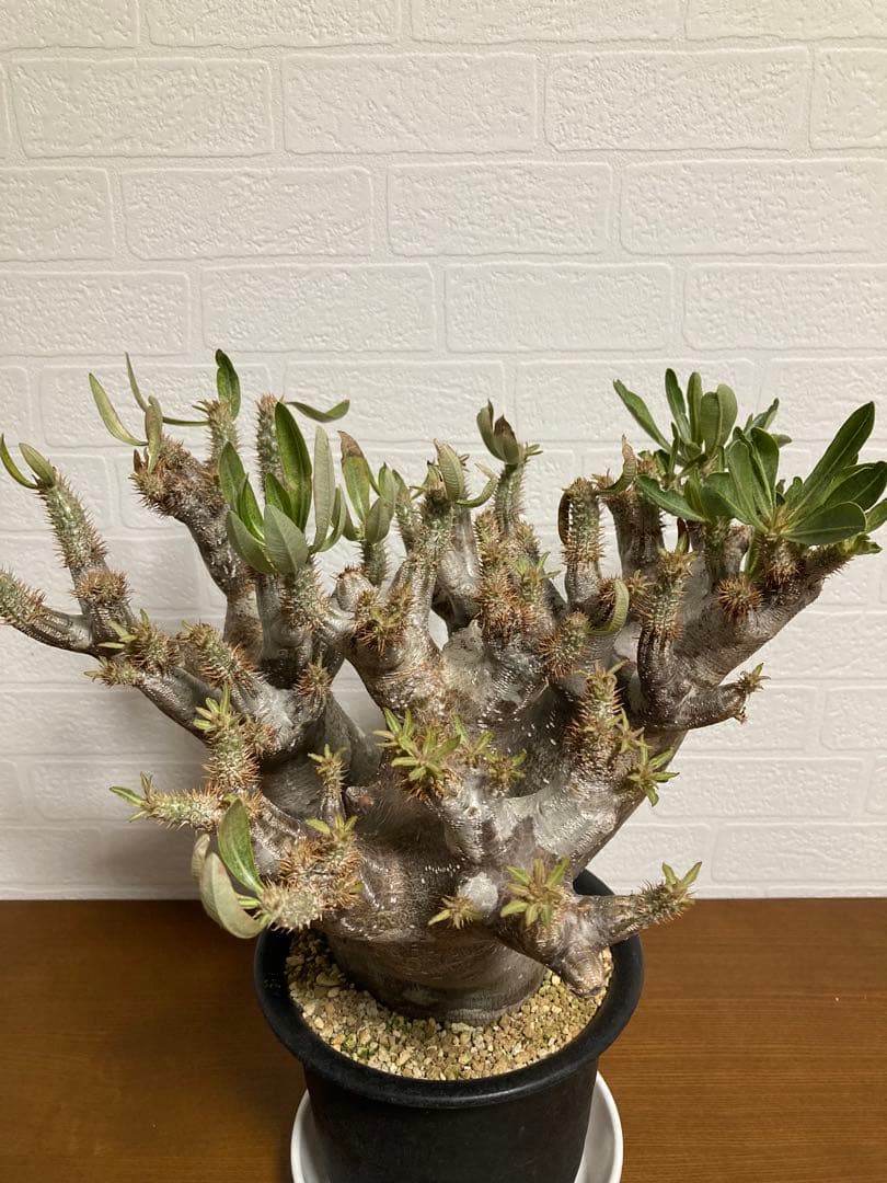 【植物引退】イノピナツム　現地球