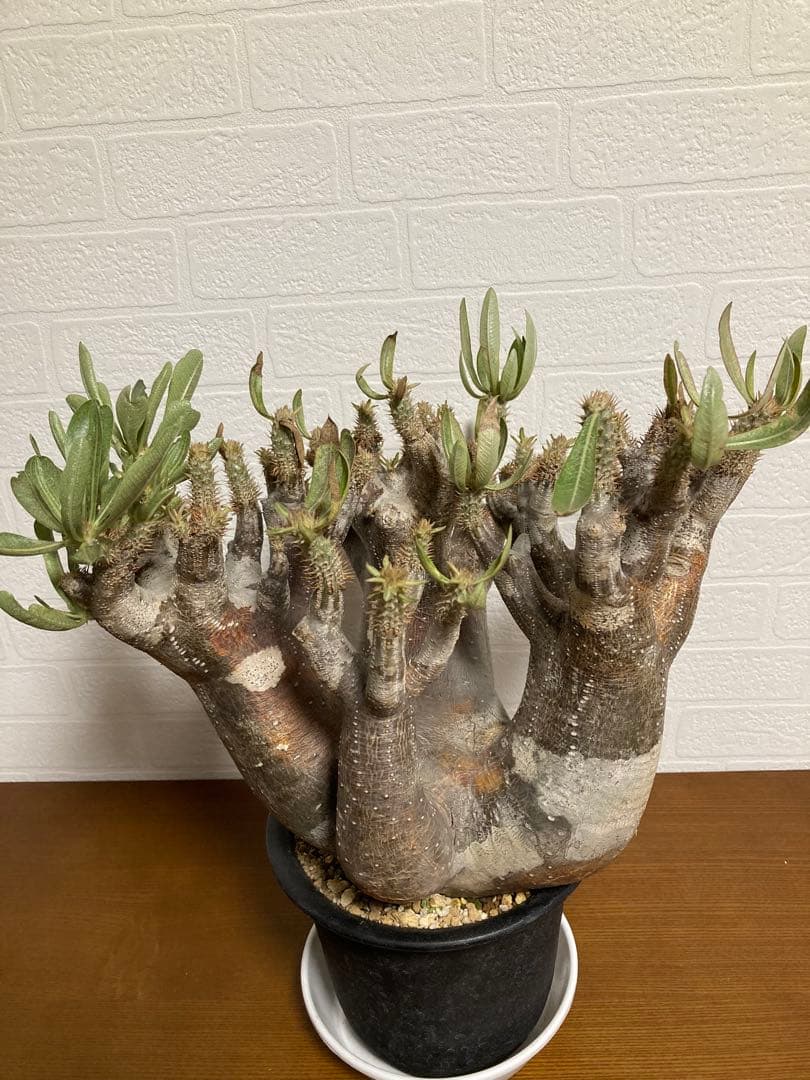 【植物引退】イノピナツム　現地球