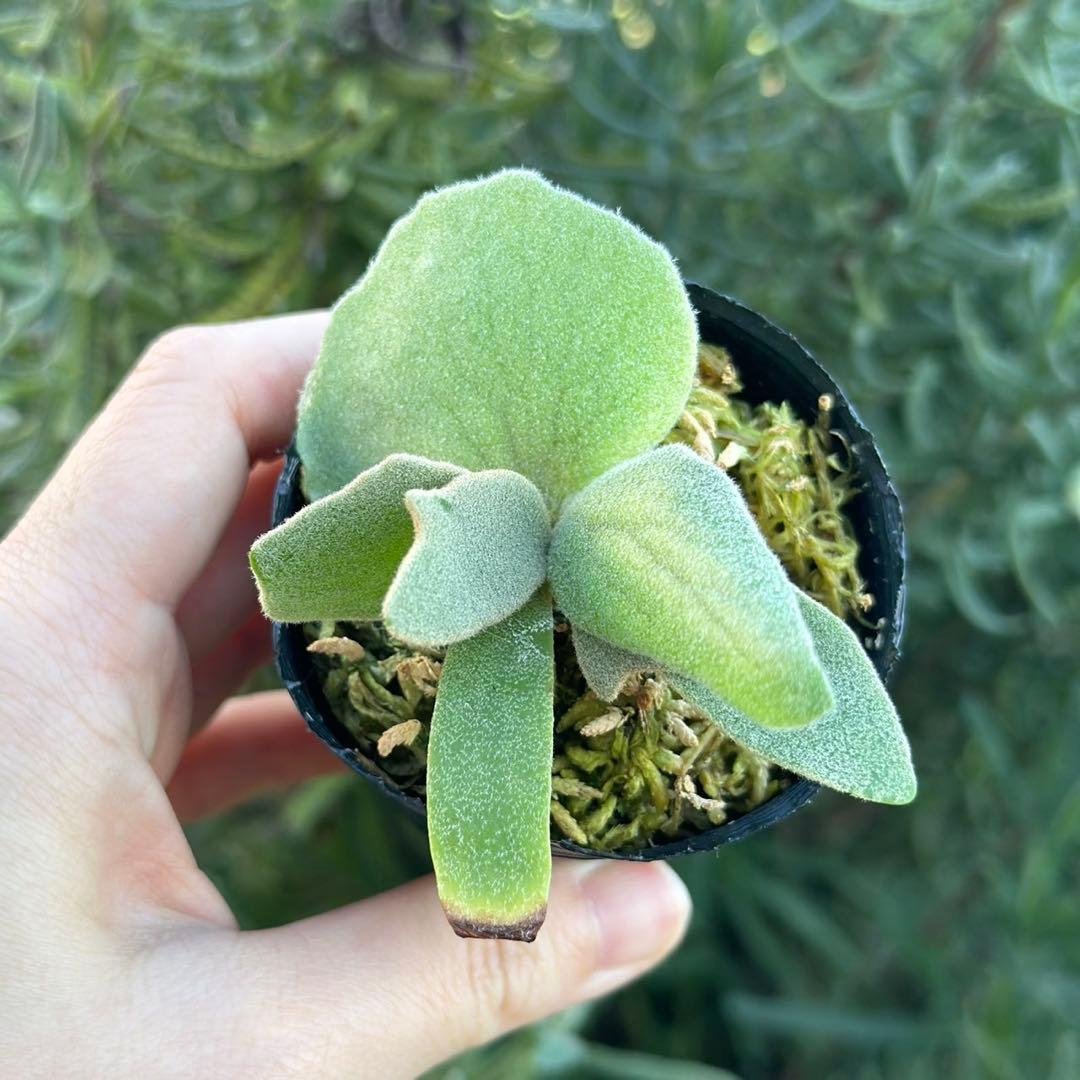 ビカクシダ P.willinckii Frosty Maiden Spore 05