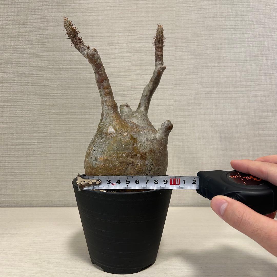 パキポディウム・グラキリス⑨　発根済み　現地球