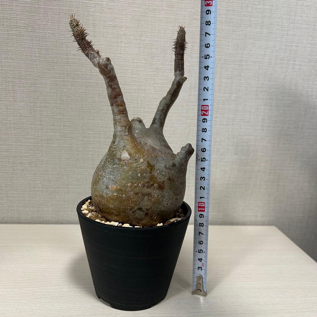 パキポディウム・グラキリス⑨　発根済み　現地球