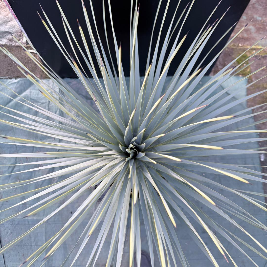 【AL1173】ユッカ　ロストラータ