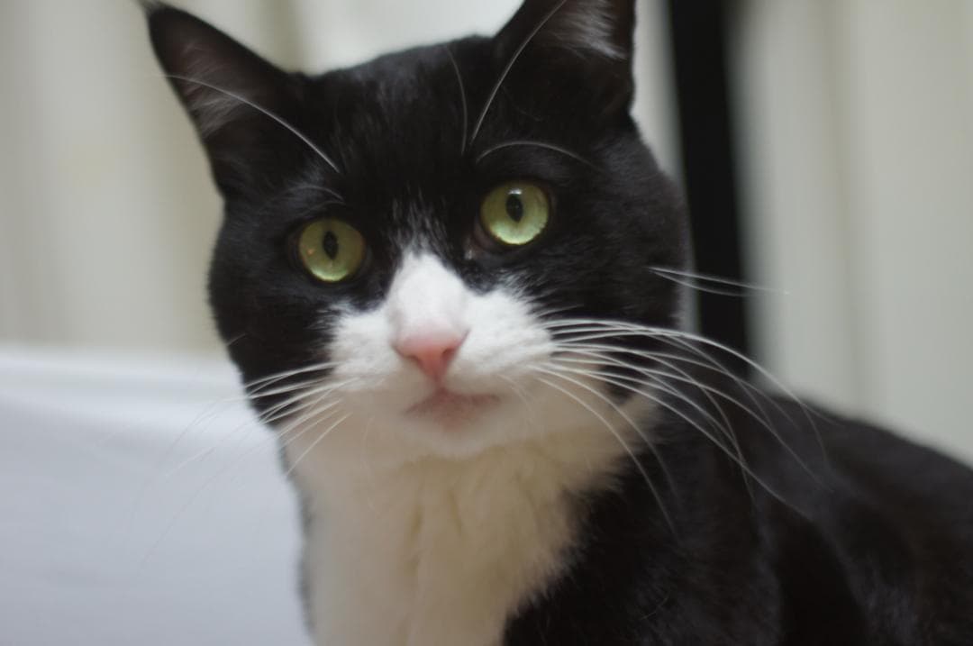 Asahi Super-Takumar 50mm F1.4 前期 8枚 希少