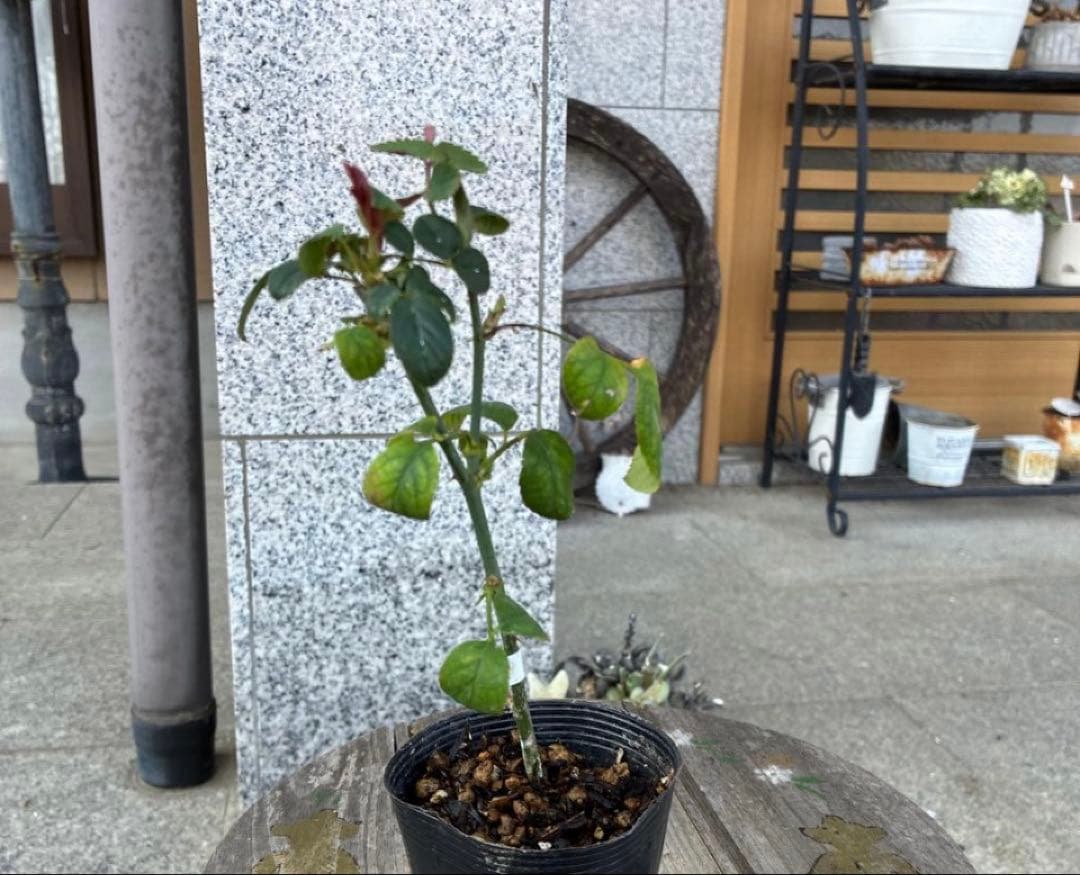 バラ苗　購入前にコメント