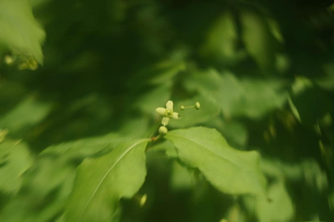 珍品！ Carl Zeiss Tessar 50mm F2.8 M39