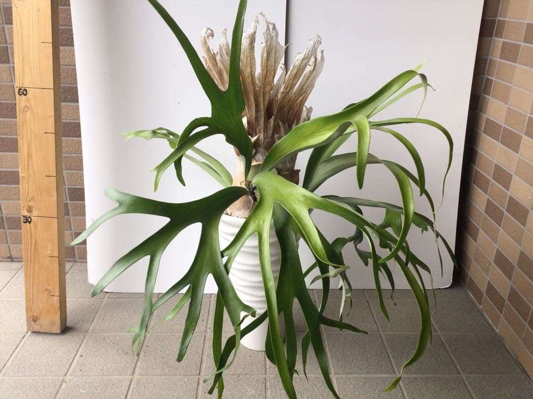 特選品‼︎ 外管理の為葉も厚いコウモリラン・ウインキーリキー陶器鉢入り