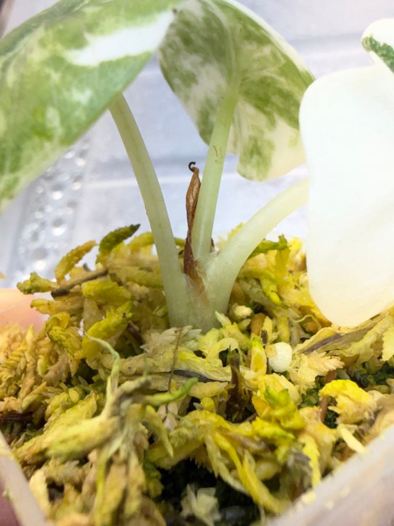 アロカシア メロ アルボ