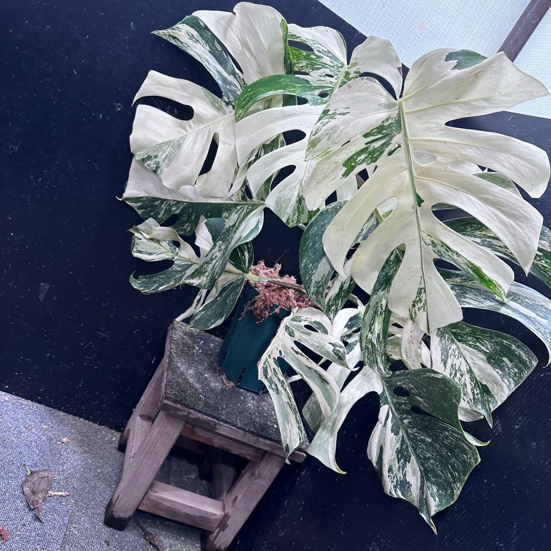 ゆ*う様 斑入りモンステラ ホワイトタイガー極美大株69cm白斑多