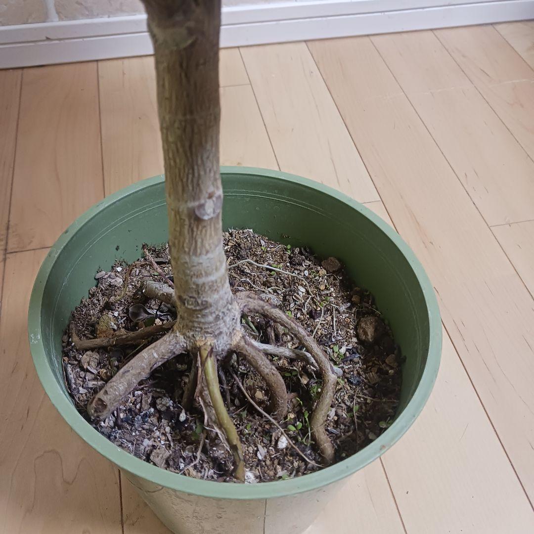 アルテシマ　7号　観葉植物　ゴムノキ