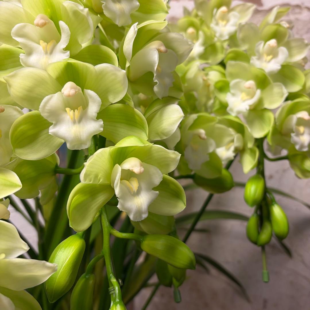 洋蘭　オーダー　シンビジューム　7寸陶器鉢