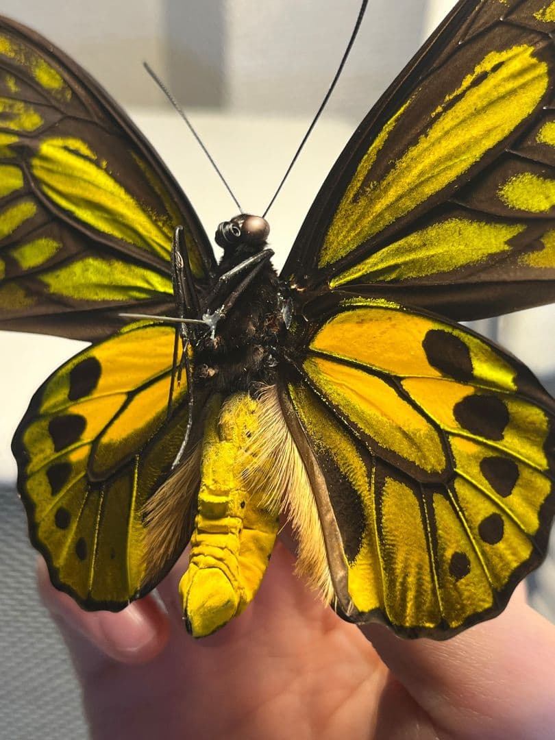 アカメガネトリバネアゲハ 外国産蝶標本 モルフォ 蝶 標本 野外採集品 蝶の標本