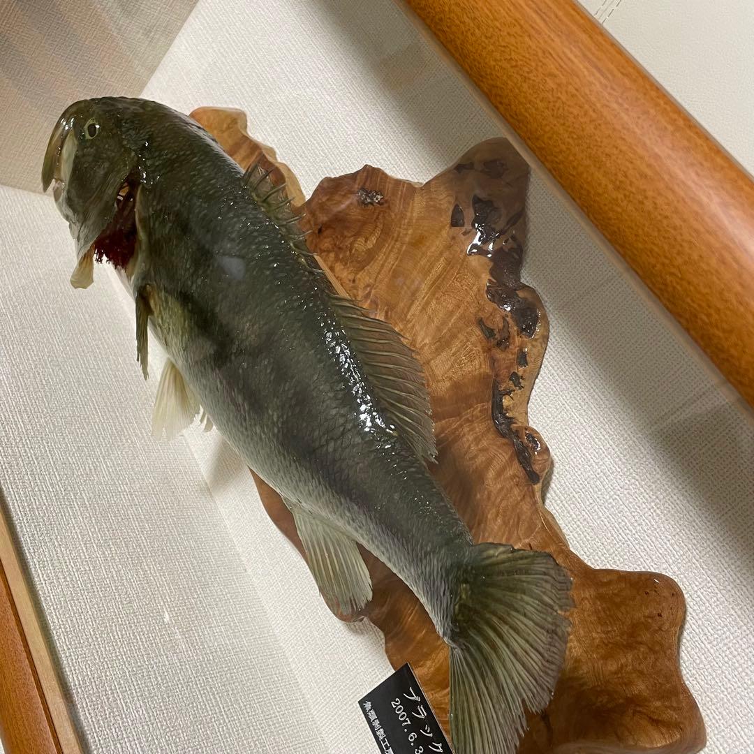 ブラックバス 剥製 魚 体長約52cmガラス額入り 魚類剥製工房リアルアート岩井