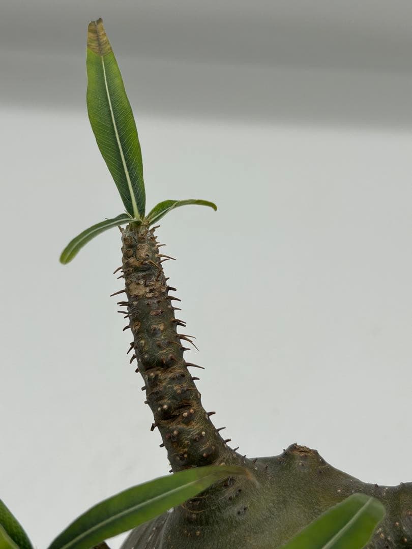 現地球　発根済み　パキポディウム　グラキリス　落葉中