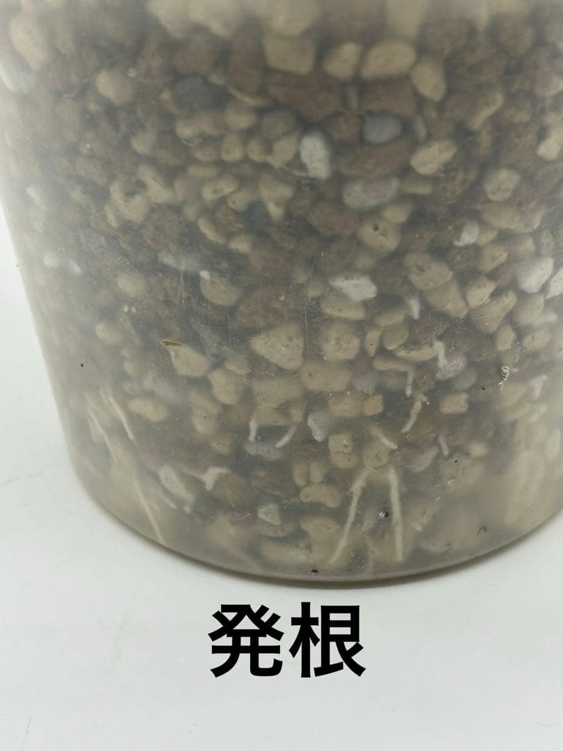 現地球　発根済み　パキポディウム　グラキリス　落葉中