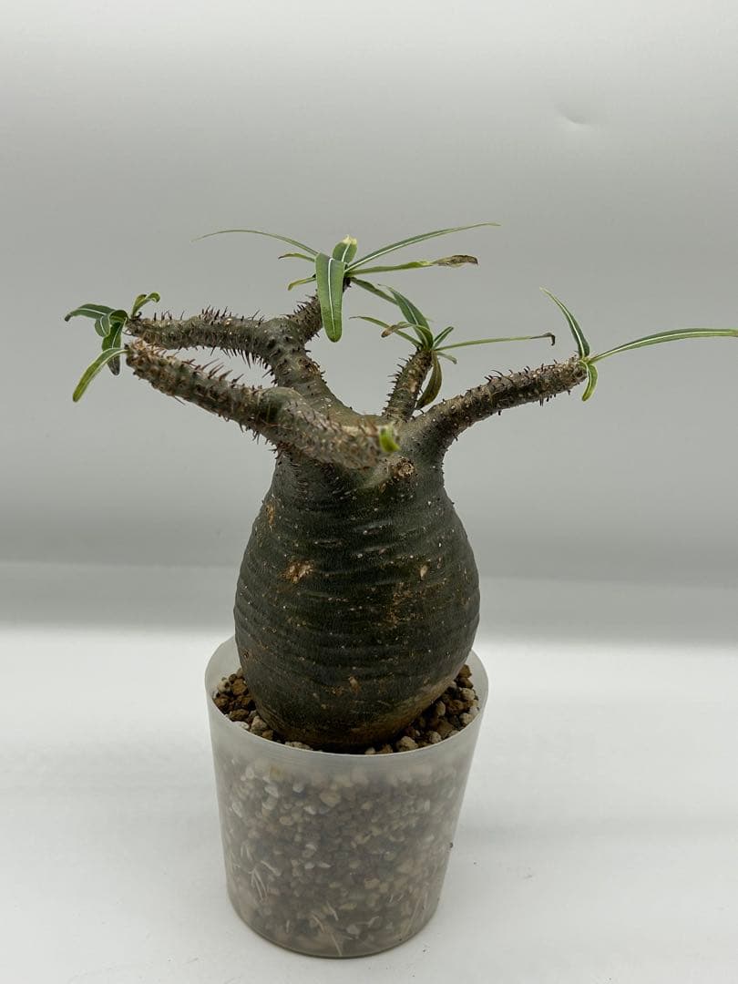 現地球　発根済み　パキポディウム　グラキリス　落葉中