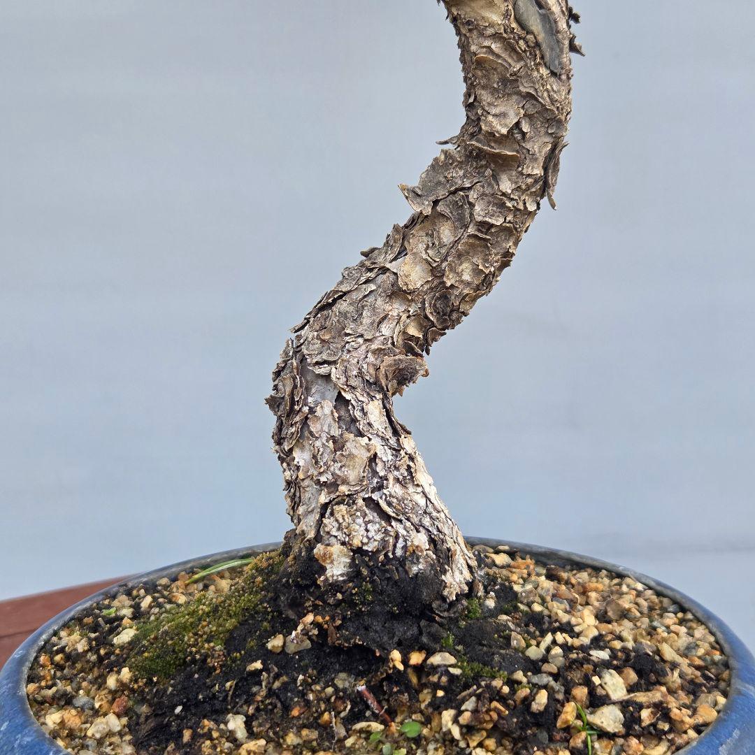 黒松　[文人風木]　中品盆栽