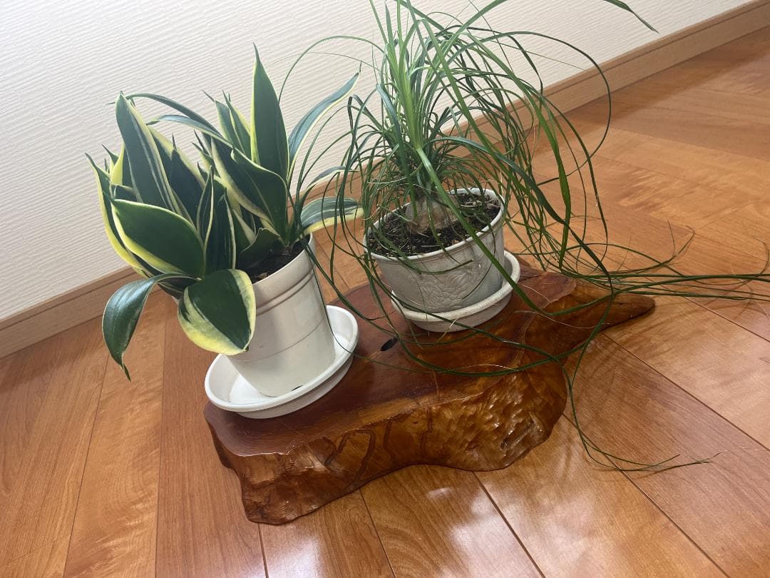 【天然一枚板】飾り台 盆栽台 花瓶台 座卓 大型【光沢仕上げ】