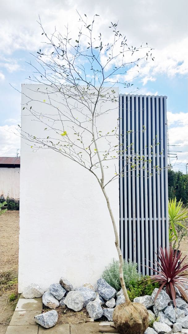 逸品。山採りアオハダ3.2M(鉢底から)